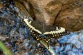 A swallowtail butterfly on a rock in a pond.