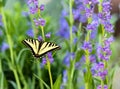 Swallowtail butterfly on Rocky Mountain Penstemon flowers Royalty Free Stock Photo