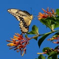 Swallowtail Butterfly Seeks Nectar on Firebush Tree