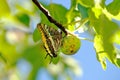 Swallowtail butterfly settled on a fig, Spain