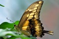 Swallowtail butterfly sitting on a green leaf. Royalty Free Stock Photo