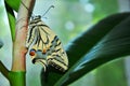 Swallowtail butterfly sitting on rubber plant stem green plant, profile, soft bokeh