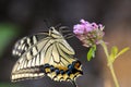 Swallowtail butterfly suck nectar from a flower of thistle. Royalty Free Stock Photo