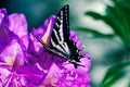 Swallowtail Butterfly Royalty Free Stock Photo