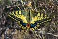 Swallowtail Butterfly, Yellow blue and red. Close up Royalty Free Stock Photo