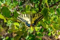 Swallowtail Butterfly, Yellow blue and red. Close up Royalty Free Stock Photo