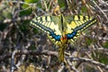 Swallowtail Butterfly, Yellow blue and red. Close up Royalty Free Stock Photo