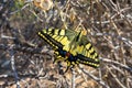 Swallowtail Butterfly, Yellow blue and red. Close up Royalty Free Stock Photo