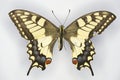 Swallowtail butterflyr, Papilio machaon family Papilionidae Royalty Free Stock Photo