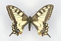 Swallowtail butterflyr, Papilio machaon family Papilionidae Royalty Free Stock Photo