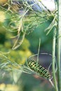 Swallowtail caterpillar on branches of green dill. Green caterpillar with black and red lines and spots