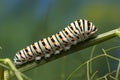 Swallowtail caterpillar