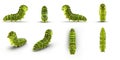 Swallowtail caterpillar or Papilio Machaon renders set from different angles on a white. 3D illustration