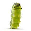 Swallowtail caterpillar or Papilio Machaon on a white. 3D illustration