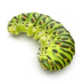 Swallowtail caterpillar or Papilio Machaon on a white. 3D illustration