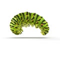 Swallowtail caterpillar or Papilio Machaon on a white. 3D illustration