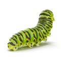 Swallowtail caterpillar or Papilio Machaon on a white. 3D illustration