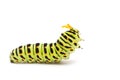 Swallowtail caterpillar white background