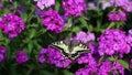 The swallowtail day butterfly from the family of sailboats or cavaliers Papilionidae opens its wings on the flowers.