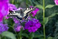The swallowtail day butterfly from the family of sailboats or cavaliers Papilionidae opens its wings on the flowers of pink