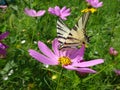 Swallowtail on a flower