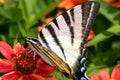 Swallowtail fruit the flower. Royalty Free Stock Photo