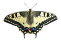 Swallowtail, isolated