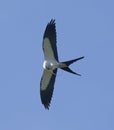 Swallowtail kite Elanoides forficatus flies across a blue sky with Eastern ribbon snake