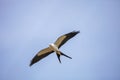 Swallowtail kite Elanoides forficatus flies