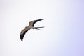 Swallowtail kite Elanoides forficatus flies