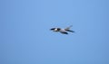 Swallowtail kite Elanoides forficatus flies