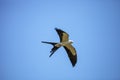 Swallowtail kite Elanoides forficatus flies