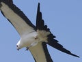 Swallowtail kite flying while eating a grasshopper with blue sky background