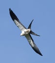 Swallowtail kite (Elanoides forficatus) in flight with eastern ribbon snake (Thamnophis sauritus)