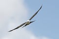 Swallowtail kite (Elanoides forficatus) with mouth open soaring towards camera with cloud and blue sky background