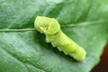 Swallowtail larva (Caterpillar) feeding on lemon leaf