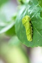 Swallowtail larva (Caterpillar) feeding on lemon leaf