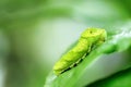 Swallowtail larva (Caterpillar) feeding on lemon leaf