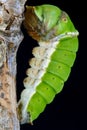 Swallowtail Larva in silk Sling on Black