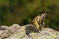 The swallowtail is a diurnal butterfly from the family of sailboats or Cavaliers.