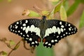 Swallowtail lemon butterfly (papilio demoleus)