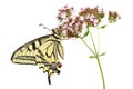 Swallowtail (Papilio machaon) butterfly