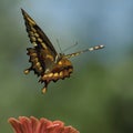 Swallowtail Rising (Texas Giant)