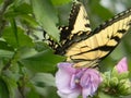 Swallowtail on Rose of Sharon Bush