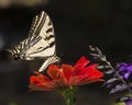 Swallowtail Western Tiger