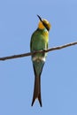 Swallowtailed Bee-Eater - Namibia