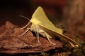 Swallowtailed moth.