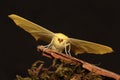 Swallowtailed moth.