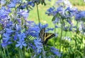 Western Tiger Swallowtail Butterfly resting on a Agapanthus `Peter Pan` African Lily.