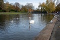 Swam on the lake of regents park. A bird looking across the lake